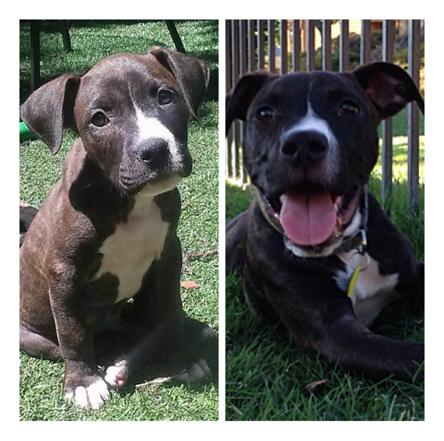 For The Love of Pit Bulls